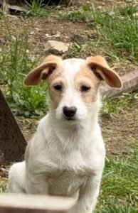 Jack Russell Cross Dachshund